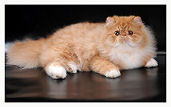 Walter - Persian cat